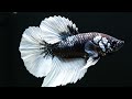 Zen Aquarium Experience 🌿 2 Hours 4K Betta Fish for Reiki &amp; Healing