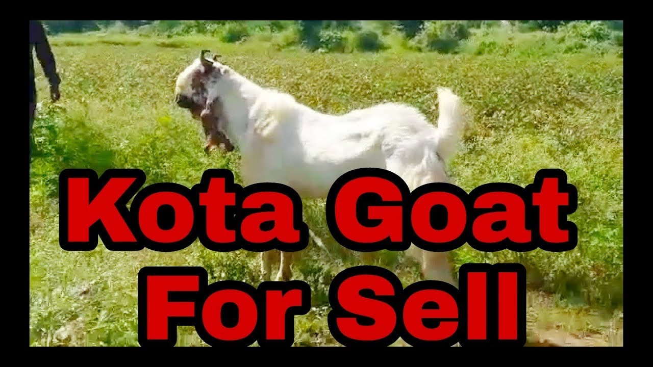 Kota Bakra Full Aggressive Sold Out /Bakra Gold/