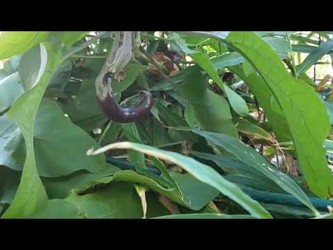 Harvesting my bitter melon leaves