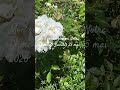 Mon rosier blanc a Notre Dame de Lourdes 25 mai 2026