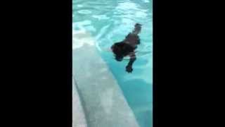 Griffon Dog Swimming In Pool - Miyow & Barkley