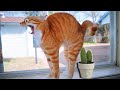 Lustige Katzen Videos 2021 😹  Funniest Cat Ever  | Lieblingskatze 💓