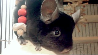 Chinchilla Going Down a Slide! - YouTube