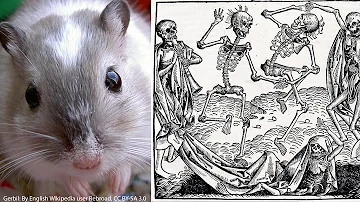 Did rats really cause the Black Death?