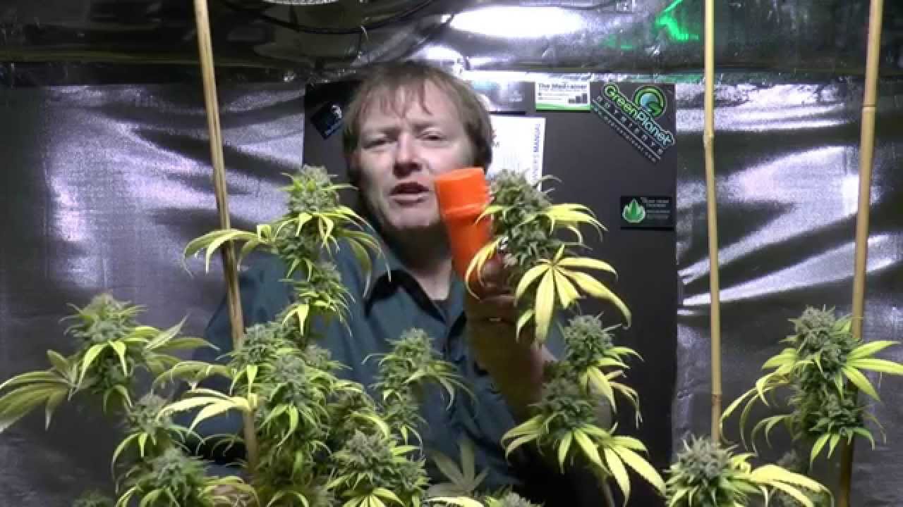 LED Light Produces Resin Barbara Bud Comparison