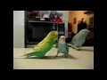 Разговор между собой трех попугаев угар