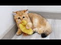 子猫のモニがアヒルの赤ちゃんを初めて見た