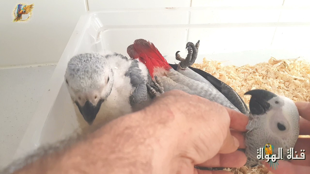 ببغاء  الكاسكو