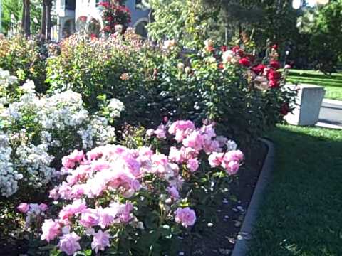 World Peace Rose Garden - Sacramento, CA