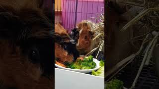 😱😊😂😋 #short #viral #trending #guineapig