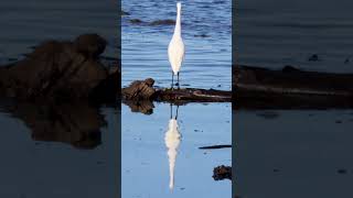 #shorts Little Egret  #birds #birdingparadise #birdvideos #wildlife #vibrantbirds #nature