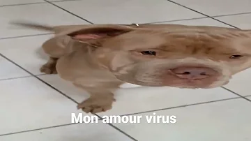 mon petit coeur d'amour virus