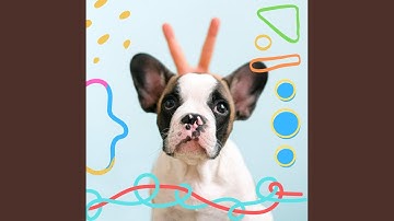 Pulsating Ambiance for Dreamy Doggies