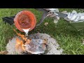 Massive Aluminum Anthill Casting #22