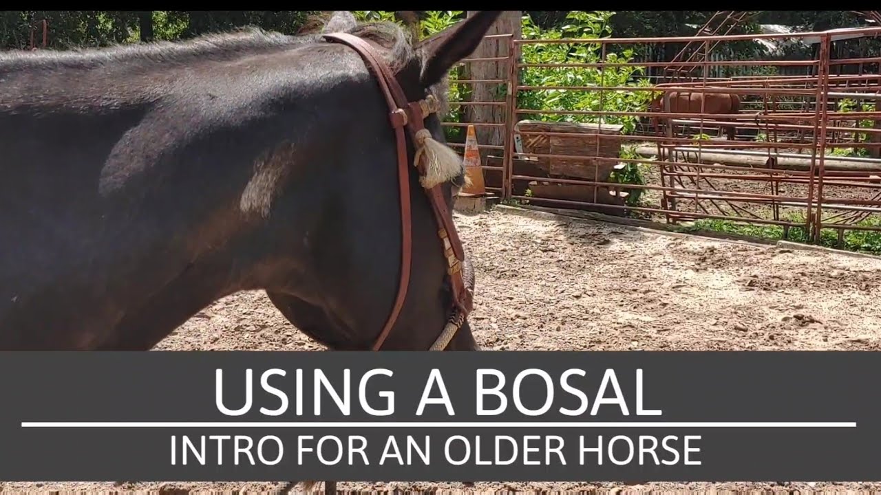 horseman's journey: The Bosal