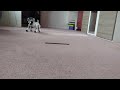 Snoopy the Aibo ERS7 tries to figure out the world and shows off some Japanese Mind 3 custom data