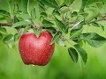 Kiskerti körséta Zsigó Györggyel:az alma kártevői és kórokozói