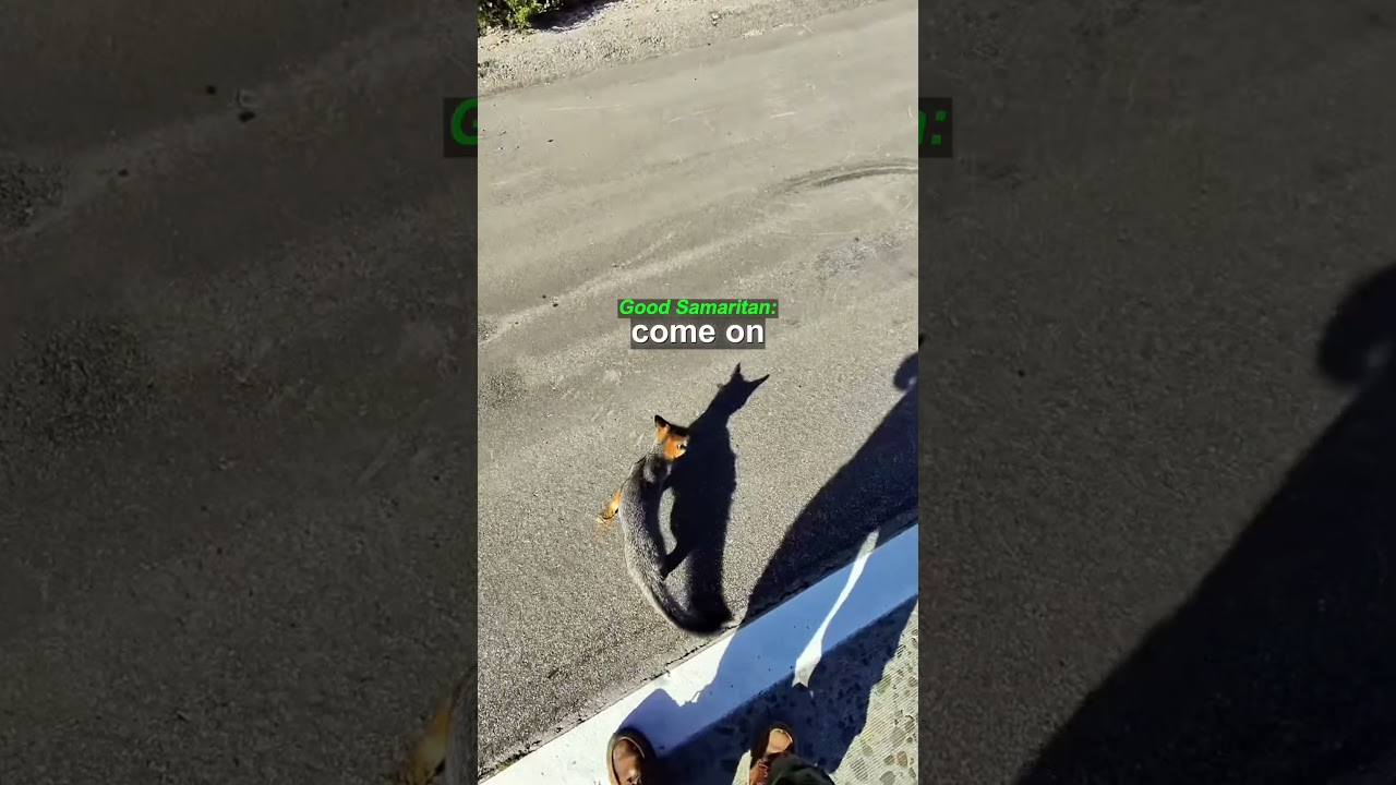 Highway Rescue for a Fox 🦊 | @r.e.l.m13805/IG