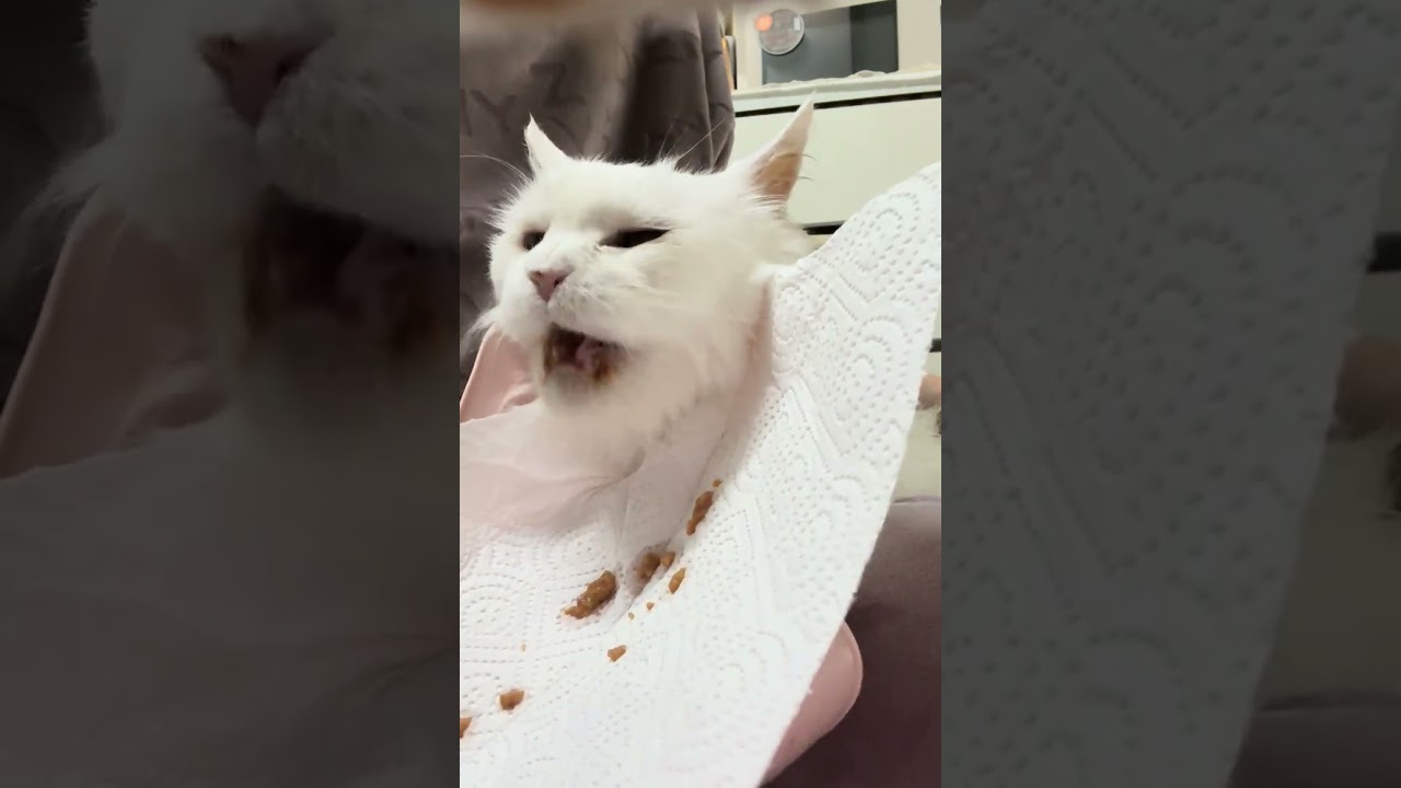 똥칼리 24살 생일 저녁밥 강급