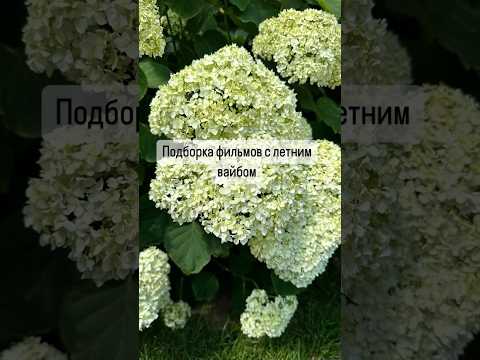 Подборка фильмов с летним вайбом 🎞️