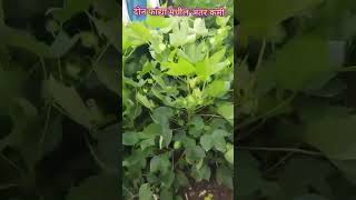 Prabhat Agri Biotech Ltd. cotton Prabhat 205