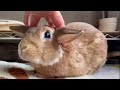 うさぎが本気で愛した人だけに許してくれる4つの特権　(No.1065)