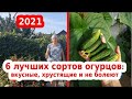 Лучшие сорта огурцов: не болеют, высокоурожайные, вкусные и хрустящие