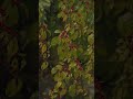 Relaxing Rain Sounds for Sleep | Heavy Rain & Thunder