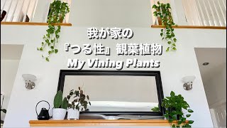 ［インテリア］我が家の『つる性』観葉植物 My Vining Plants［紹介］