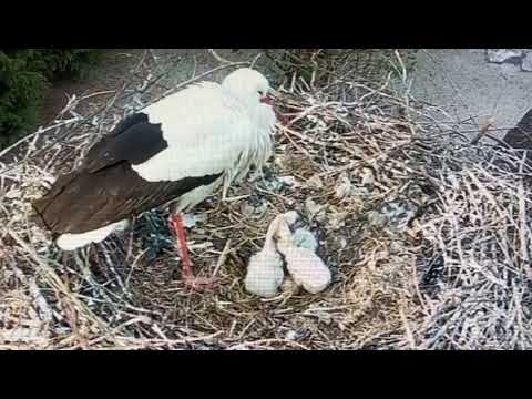 Heddesheim Three Young Storks 2022 live cam preview