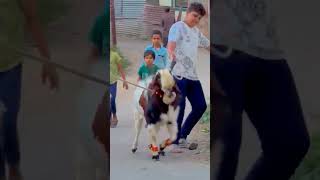#punjabisong #music #newsong #goat #homesheephome #cow #cow #animalsong #animalsong #animals #bull #