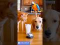 Try Not to Laugh: Ultimate Funny Animal Pranks 2026 🤪🤪 #AnimalPranks #trynottolaugh