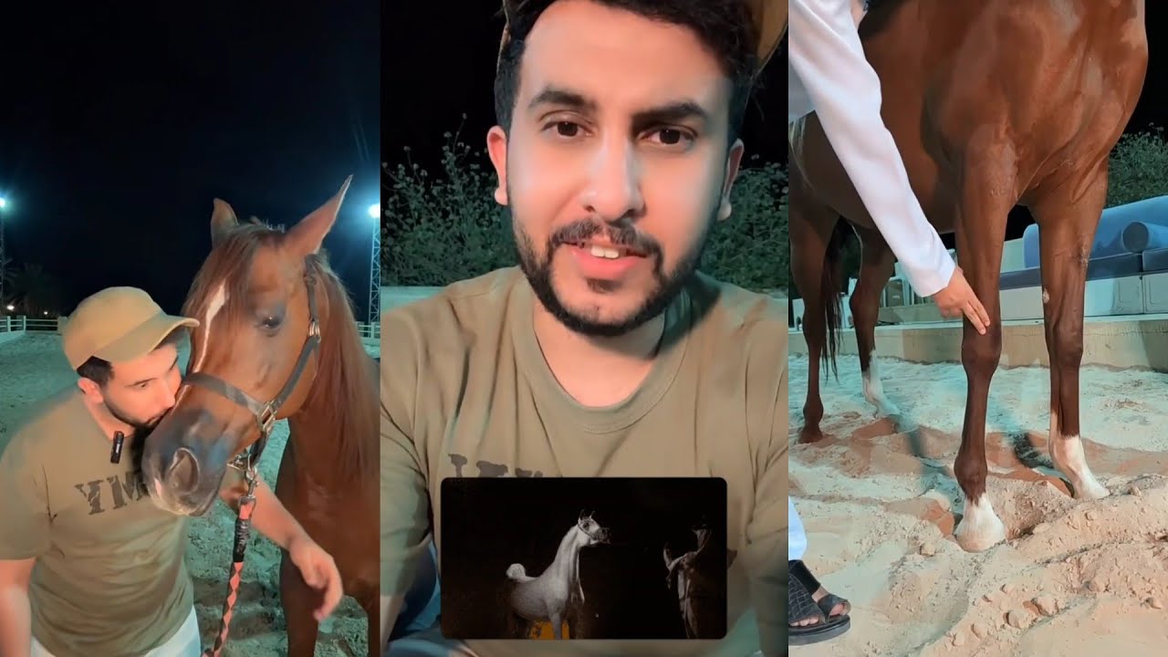 نايف حمدان (كيف تعرف معايير الجمال عند الخيل العربية)👍🏻