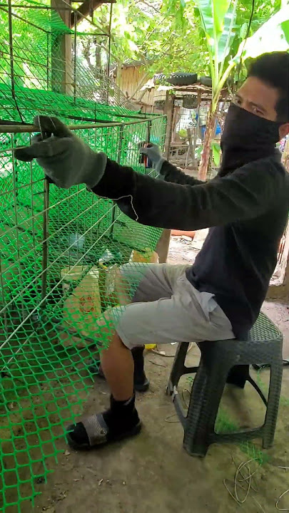 DIY battery cage for layer chiken. #ofwlife #egg #eggfarming #business #backyard #layerchicken  #RTL