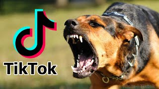 Ti̇ktok En İyi̇ Köpek Akimi