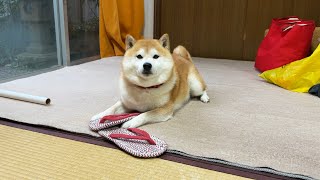 布ぞうりをとれば人気者になれると思っていた柴犬