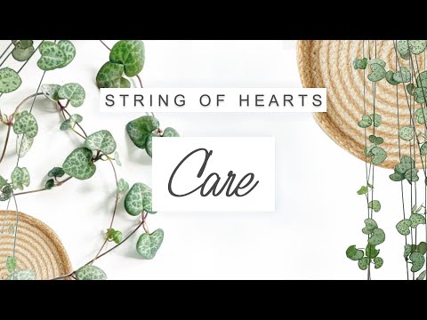 Video: Rosary Vine Plant Care - Loj hlob Ceropegia Rosary Vine String Of Hearts