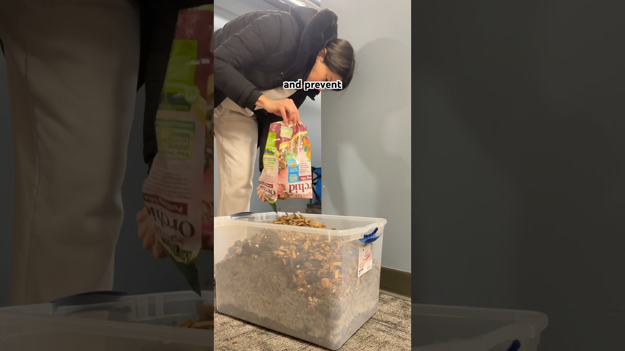 Простой рецепт грунта для комнатных растений, предотвращающий гниение корней 🪴 