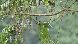 Regal Sunbird