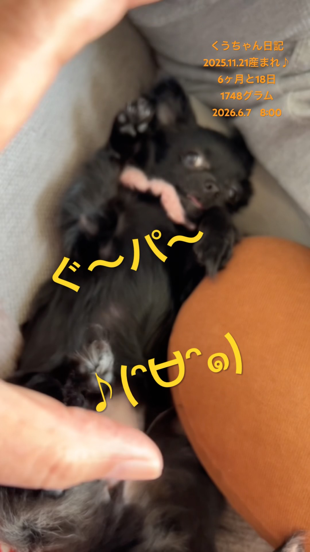 たまこꉂ☻紙モノおすそ分けꉂ☻ Rock-paper-scissors♪(ᵔᗨᵔ๑) - YouTube