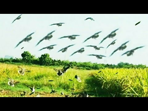 Video Tốp(5) những đàn chim xuống đẹp nhất - youtube