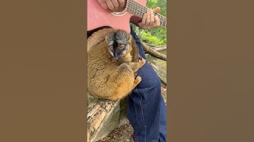 She let me pet her at the end 😭❤️‍🩹 Beautiful song by Will Anderson