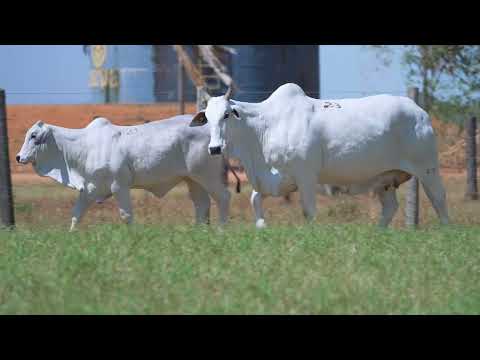 LOTE 23 - A9661