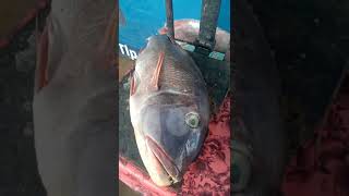 Download Lagu Wow ikan kakap merah  seberat 4 kg #shorts #kakap MP3