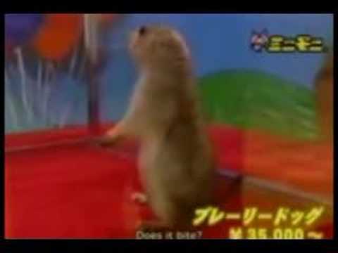Dramatic Chipmunk Remix Adrina