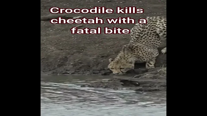 leopard caught in a crocodile trap | crocodile kills cheetah with a fatal bite