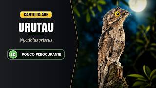 Canto do Urutau | Common Potoo Singing | Nyctibius Griseus