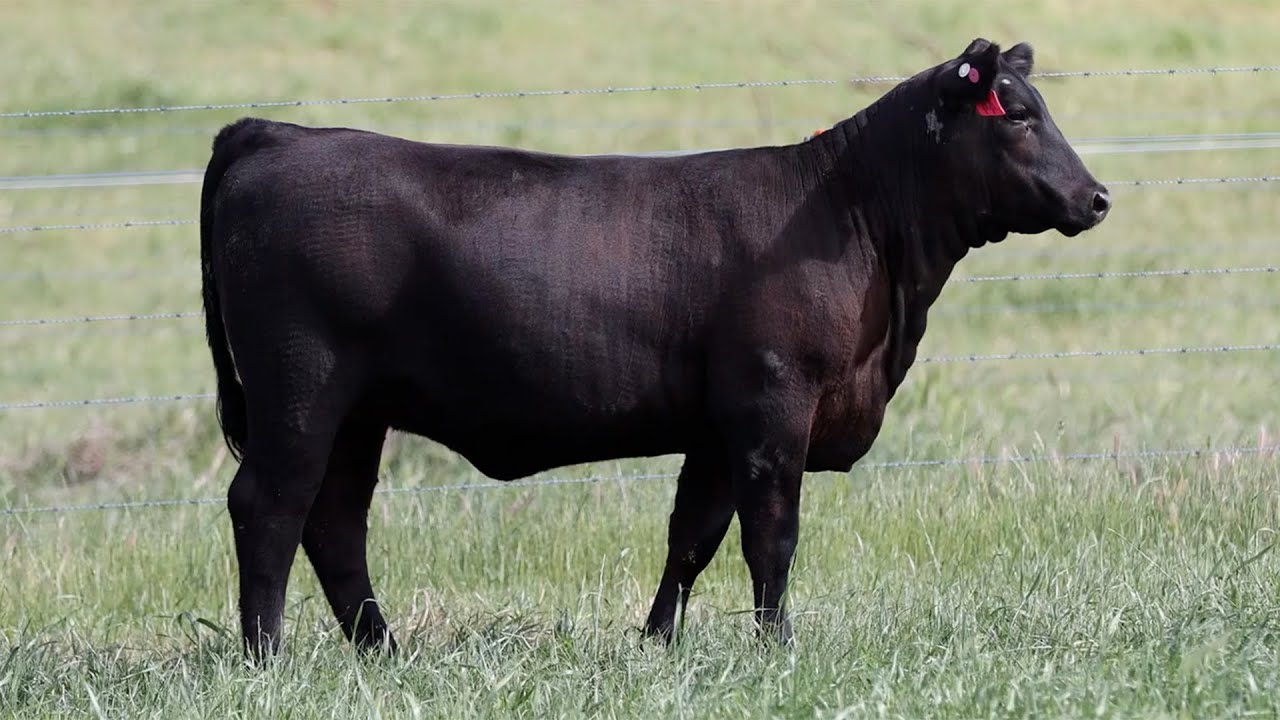 Lot 44 NZC23U328 KO Angus Heart of the Herd Female Sale 2023 - YouTube