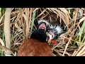 Frogs Become Coucal Baby Food