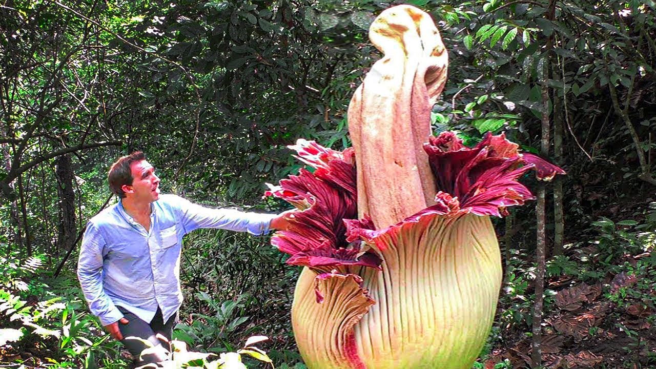 15 STRANGEST Tree and Plant Species